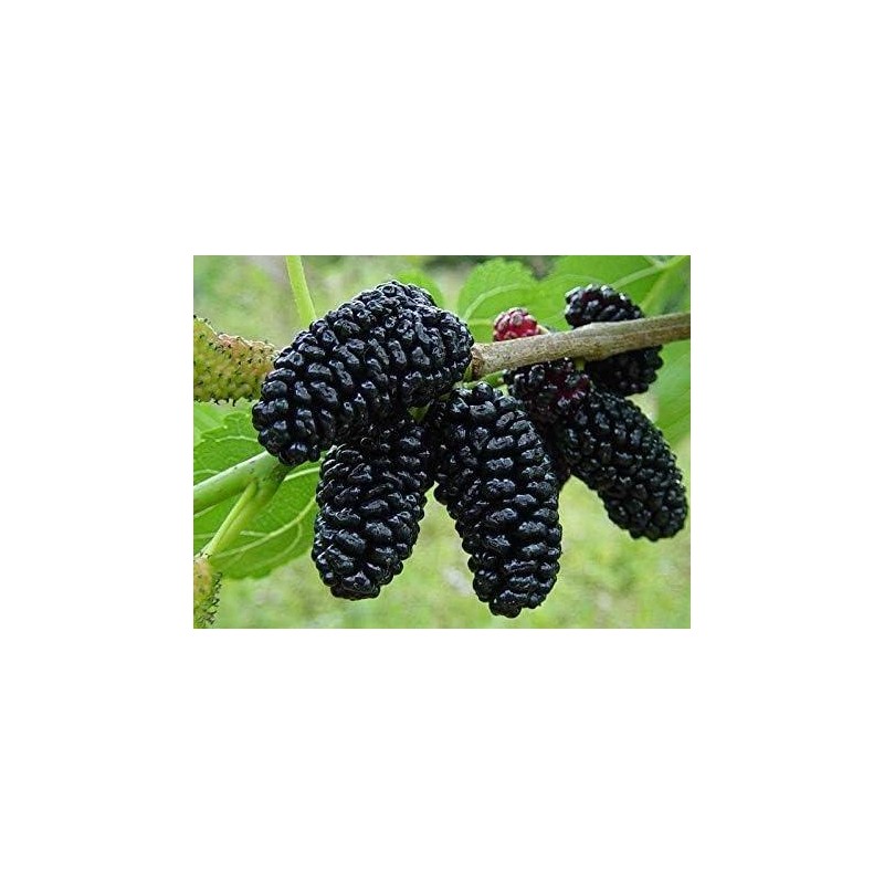 100 Jumbo Thornless Blackberry Seeds, Juicy , Sweet ,Healthy Fruit