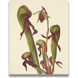 Carnivorous Plants Room Decor - Green and Burgundy Botanical Wall Art - Bedroom Decor Aesthetic - Vintage Flower Wall Decor for Bathroom or Kitchen - 8x10 unframed print