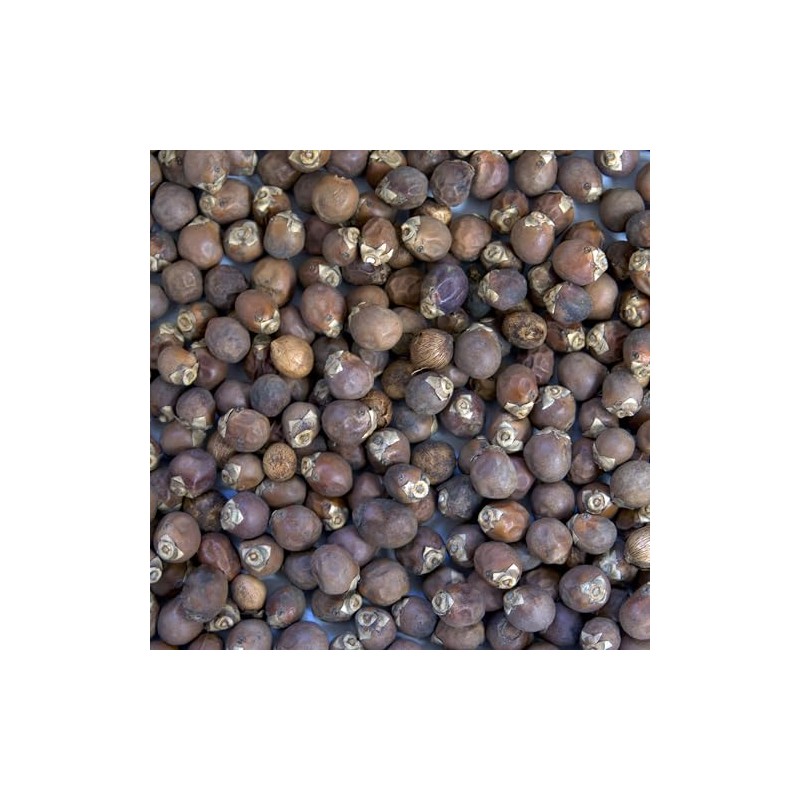 Palm Beach Medicinal Herbs - Royal Palm Tree (Roystonea regia)