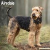 Airedale Terrier 2025 - 16-Monatskalender: Original Avonside-Kalender [Mehrsprachig] [Kalender] (Wall-Kalender)