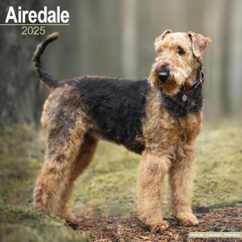 Airedale Terrier 2025 - 16-Monatskalender: Original Avonside-Kalender [Mehrsprachig] [Kalender] (Wall-Kalender)