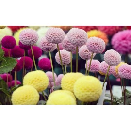 CZ Grain Dahlia Pom Pom Seeds for Planting - 100+ Seeds - Mixed Color Pom Pom Dahlia Seed
