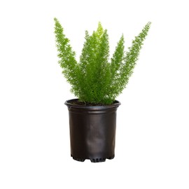 Foxtail Fern (2.5 qt.) Asparagus densiflorus Live Semi-Evergreen Perennial Plant with Green Foliage