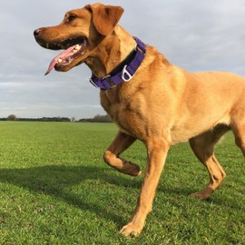 Martingale Collar for Large Dogs with No Buckle,Reflective Nylon Padded Comfort Safe Dog Collar for Training,Nighttime Walking & Overexcited Pulling Control Dogs,Purple L