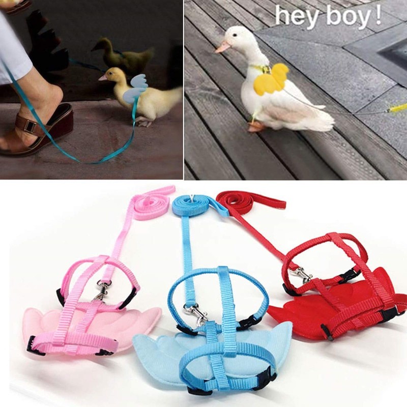 QBLEEV Pet Cole Duck Outside Walking Harness Leash, Adjustable Outdoor