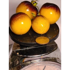 Incredible Edible Tomatoes Bosque Blue Bumblebee Cherry Tomato, Organic, Non-GMO, Delicious! - 15 seeds