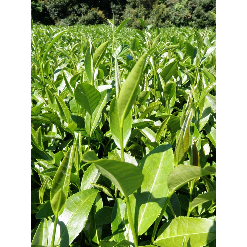 Mt.FUJI TEA OrientalBlend Leaf Tea