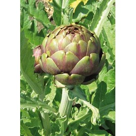 Salerno Seeds Artichoke Carciofo Romanesco 3 Grams Made in Italy Italian Non-GMO