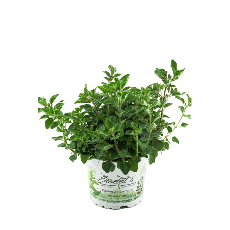 2 x Oregano Hot & Spicy (Sharp)