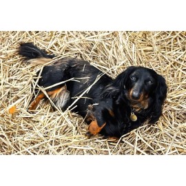CZ Grain Stray Dog, Puppy Winter Rescue Kit - Warm Straw Bedding & Tasty Treats