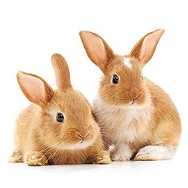 20 Napkins Curious Rabbits Animals Animal Motif Spring Easter Easter Motif Craft Decoupage Decoupage Table Decoration 33 x 33 cm