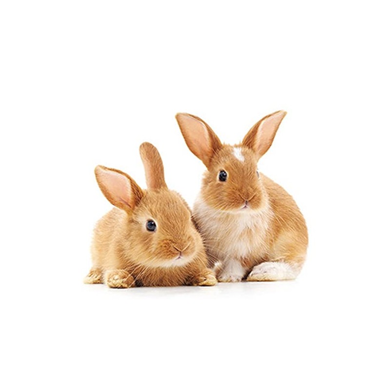 20 Napkins Curious Rabbits Animals Animal Motif Spring Easter Easter