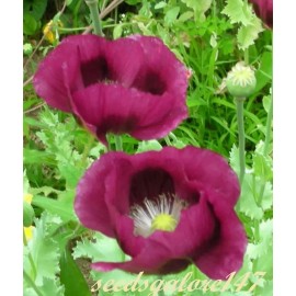 seeds Poppy Lauren's Grape -  50  Heirloom Seeds - Purple-violet Blooms - Papaver