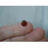 Garnet Round Loose Faceted Natural Gem 7mm