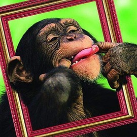 Carte Blanche 3D Holographic Card - Up Close - Cheeky Chimp in Photo Frame
