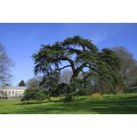 Fresh Lebanon Cedar (Cedrus libani), 5 seeds