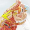 EVOTECH SCIENTIFIC Human Cranial and Autonomic Nerves Anatomical Model, Life