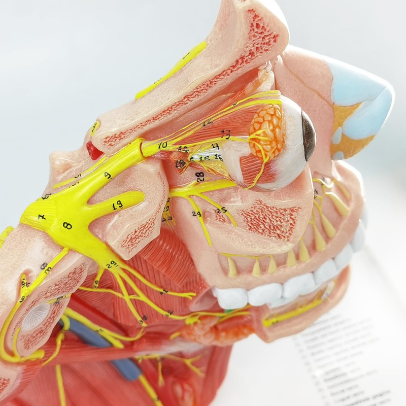 EVOTECH SCIENTIFIC Human Cranial and Autonomic Nerves Anatomical Model, Life