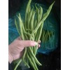 ATLAS Asparagus Bean -Atlas Long Slim
