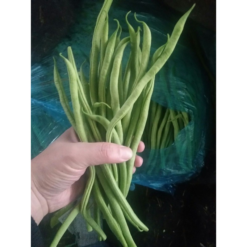 ATLAS Asparagus Bean -Atlas Long Slim
