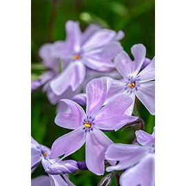 Creeping Phlox by Lisa S. Engelbrecht -