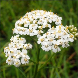 Seed Needs, Large 2 Ounce Package of 30,000+ Texas/Oklahoma Region Wildflower Seed Mixture for Planting (99% Pure Live Seed Butterfly Attracting - NO Filler) Annual Perennial - Bulk