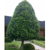 Tree 2 Foster Holly Trees/Shrubs - Live Plants - 6-12"