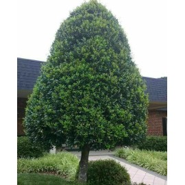 Tree 2 Foster Holly Trees/Shrubs - Live Plants - 6-12" Tall Seedlings - Quart Pots