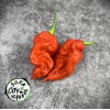 Soda City Greens Reapion (Reaper x Scorpion Hybrid) Hot Pepper