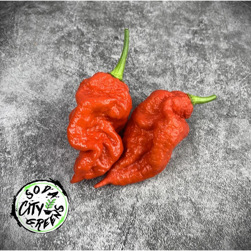 Soda City Greens Reapion (Reaper x Scorpion Hybrid) Hot Pepper
