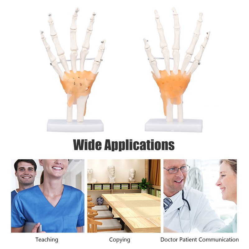 Hand Skeleton Model Life Size PVC On Base with Joints