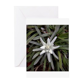 CafePress White Alpine Edelweiss Flower Greeting Cards Folded Greeting Card Glossy