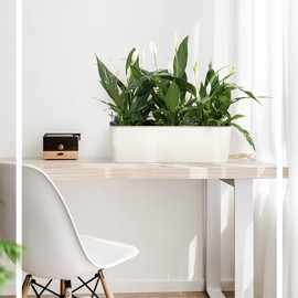 NiHome 2-Pack Self Watering Planters Rectangular 2-Layer Window Herb Planter Box for Indoor Plants Garden Balcony, Window Sill Planters with Water Gauge Indicator