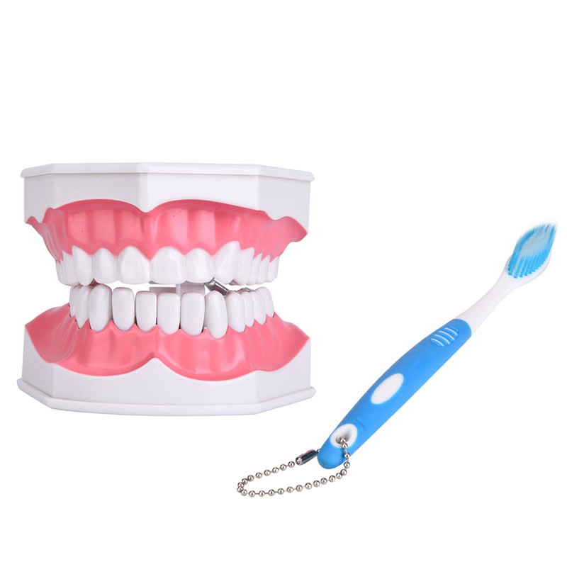 Dental Teaching Teeth Model with Toothbrush Children Education Teeth Brushing