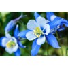 1,000+ Blue Colorado Columbine Flower Seeds, Non-GMO