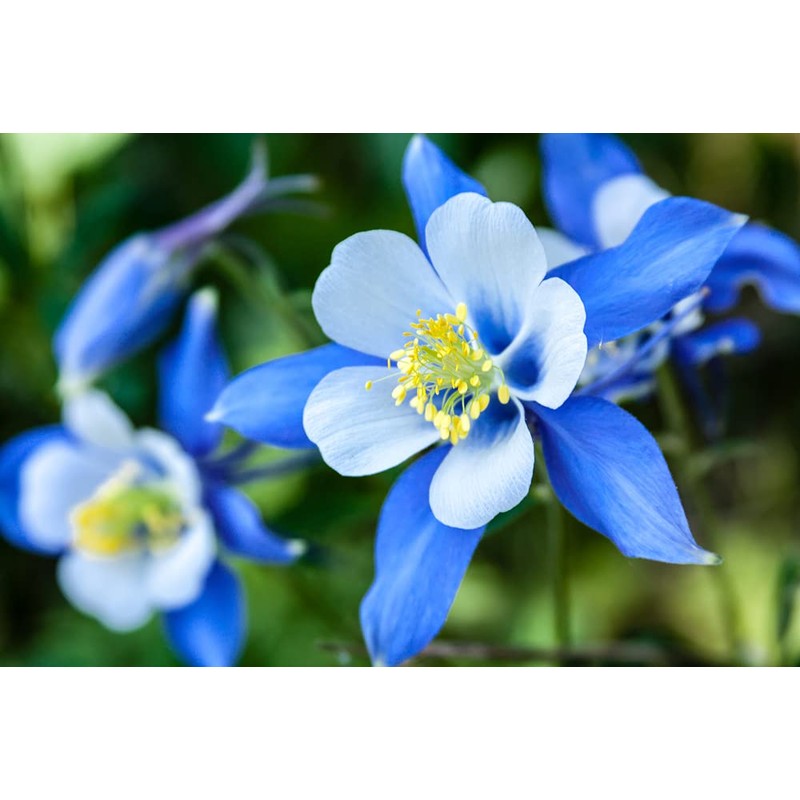 1,000+ Blue Colorado Columbine Flower Seeds, Non-GMO