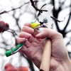 Pruning Shear