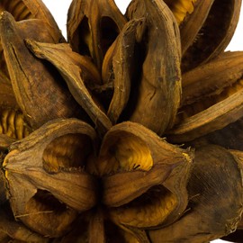 Vickerman 12" to 16" Aspen Gold Star Pod Extra Large - 1 Piece - Real Preserved Pod Decor for Home or Everyday Arrangements - Decorative Dried Botanicals - Botanical Dried Flowers