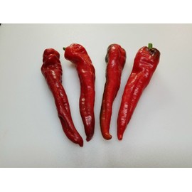 Choricero Pepper 10+ Seeds