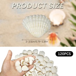 Bliceon Natural White Seashells, 120 Pcs Natural Small Shell 2 To 3.5 CM DIY Projects, Beach Decor, Weddings, Painting and Crafts, Bulk Beach Shells