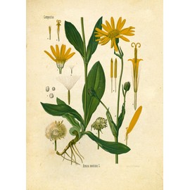 Ink Inc. Vintage Botanical Prints | Medicinal Plants Therapeutic Herbalism Herbs | Arnica, Comfrey, Horehound, Thistle, Witch Hazel | Set of 5 8x10 Unframed