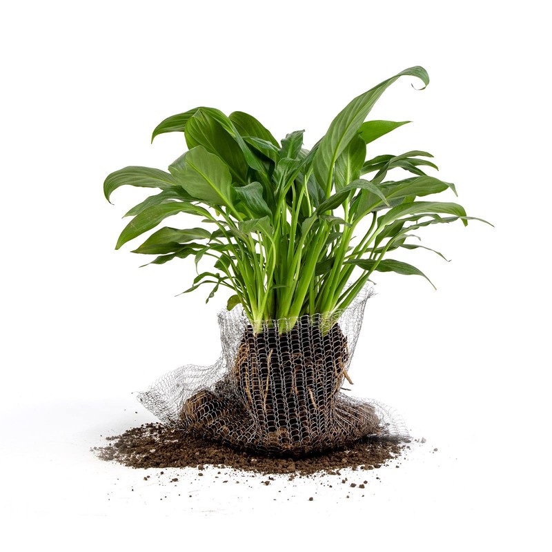 Root Guard Gopher Proof Wire Basket Mole and Vole Mesh