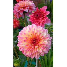 100+ Rare Mix Dahlia Flower Seeds - Easy to Grow Dahlia Flower Seeds. Grow Beautiful Dahlias