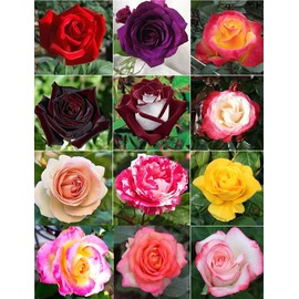 100PCS Dark Rose Mixed Color Rose Seeds Rare Garden Flower Seeds Heirloom