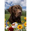 Chocolate Labrador - Best of Breed Spring Flowers Garden Flag