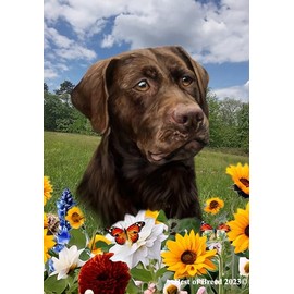 Chocolate Labrador - Best of Breed Spring Flowers Garden Flag