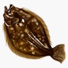 Flounder | Fluke Vinyl Decal Bumper Sticker 5"