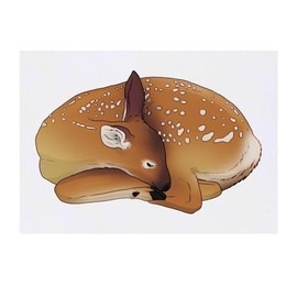 Azeeda 'Schlafendes Rehkitz' Temporäres Tattoo - Hautfreundlicher & Ungiftiger Abziehbild · Wasserfest (TO00072531)