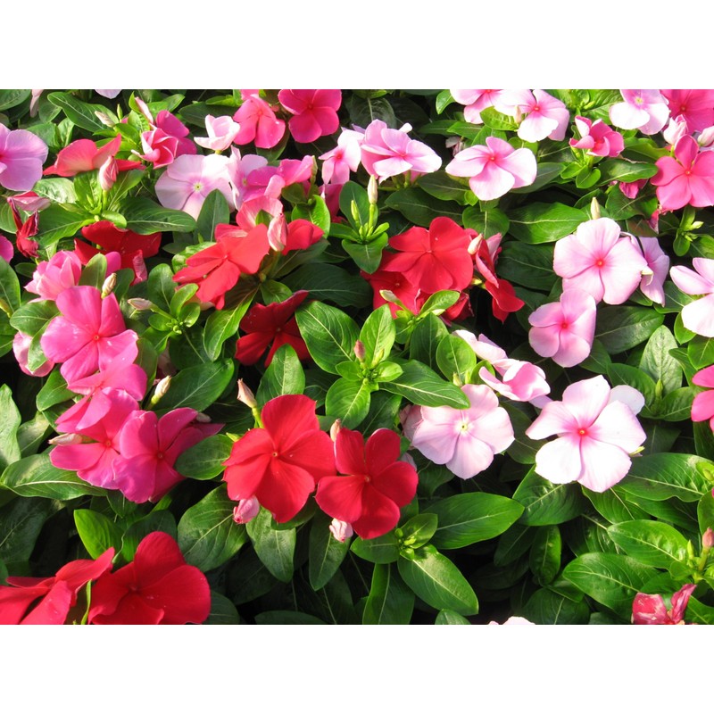 22Day Seeds: Seeds Periwinkle Madagascar Mix/Vinca Rosea/Perennial Flowers