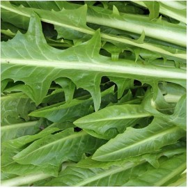 Southeast Seeds Catalogna Emerald Endive Seeds, NON-GMO, Chicory, Italian Dandelion, FREE SHIP - 2000 Seeds or 1/8 OZ